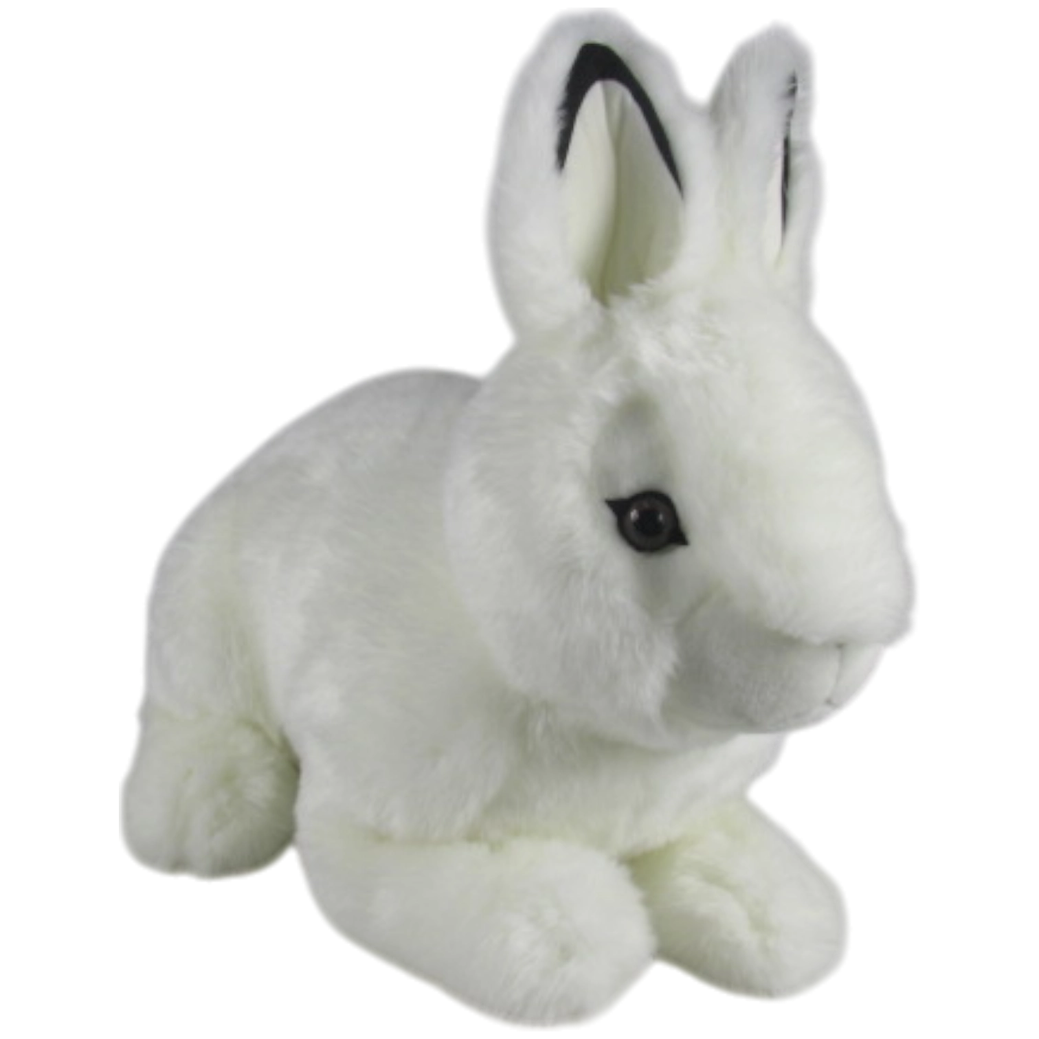 Romina-Hase