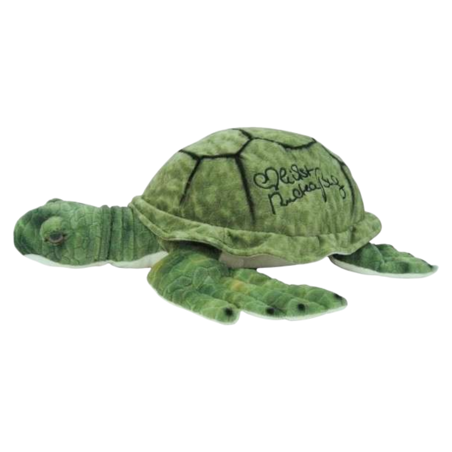 Warner-Turtle