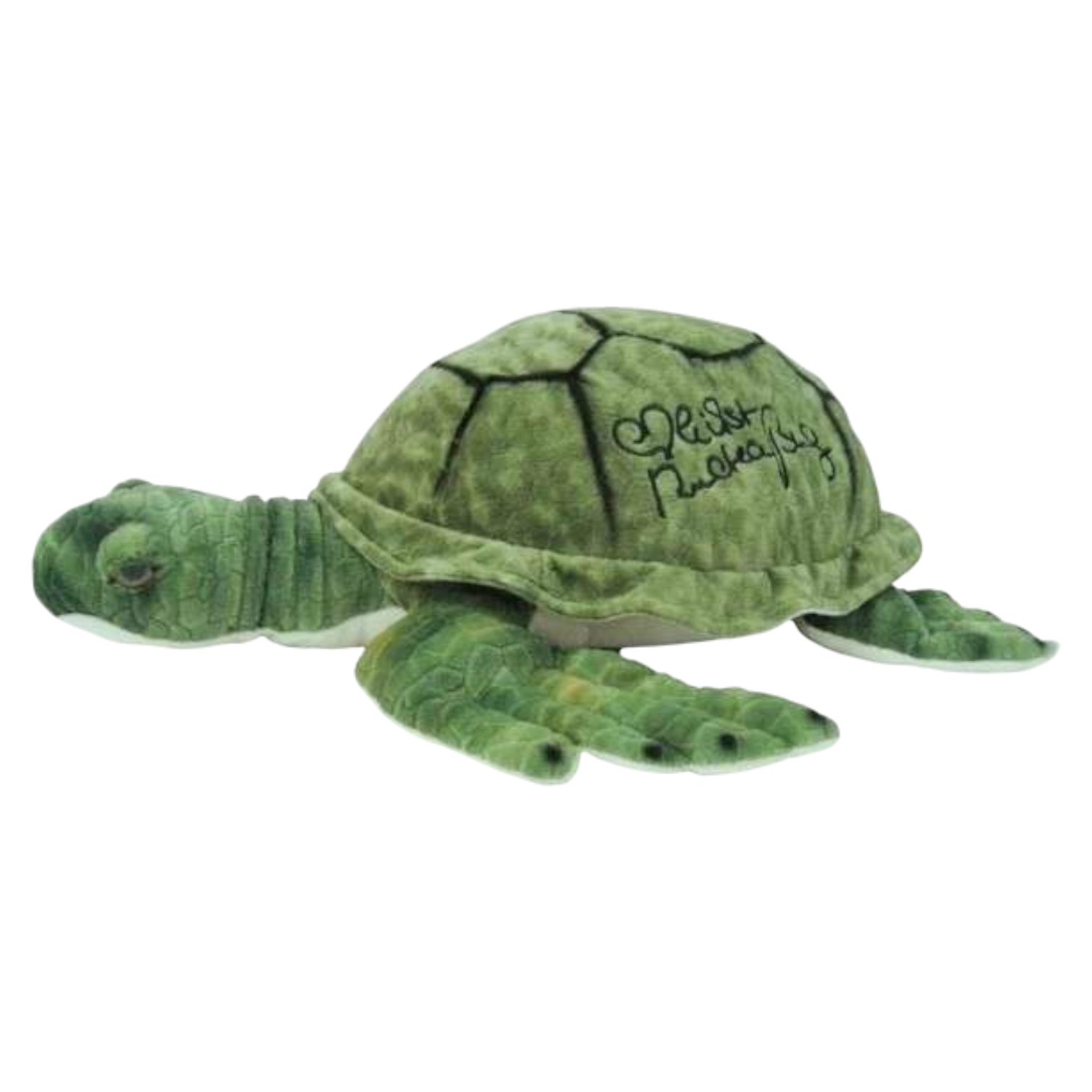 Warner-Turtle