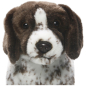 Preview: English Pointer