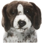 Preview: English Pointer, Jagdhund