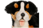 Preview: Carl Dick Plüschtier Berner Sennenhund liegend
