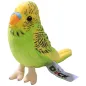 Preview: Budgerigar assorted Preview: Budgerigar assorted