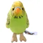 Preview: Budgerigar assorted Preview: Budgerigar assorted