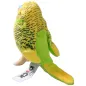 Preview: Budgerigar assorted Preview: Budgerigar assorted