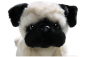 Preview: Mops Welpe