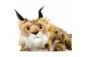 Preview: Carl Dick Plush Toy Lynx