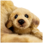 Preview: Carl Dick Plush Toy Labrador with Baby