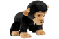 Preview: Carl Dick Plush Toy Chimpanzee