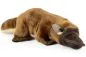 Preview: Carl Dick Plush Toy Platypus