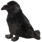 Preview: Carl Dick Plush Toy Raven Crow