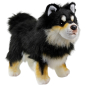 Preview: Finnischer Lapphund, Lapinkoira