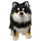 Preview: Finnischer Lapphund, Lapinkoira