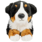 Preview: Bernese Mountain Dog lying