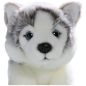 Preview: Husky Dog Floppy
