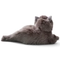 Preview: Carl Dick Plush Toy Cat, Persian-Cat lying grey