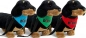 Preview: Dachshund with scarf Preview: Dachshund with scarf