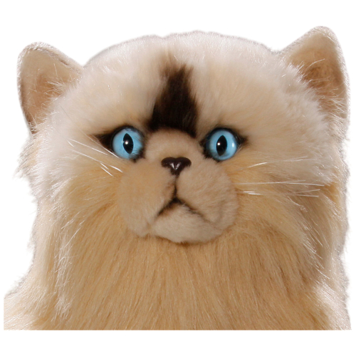 Preview: Cat, Persian-Cat sitting creme