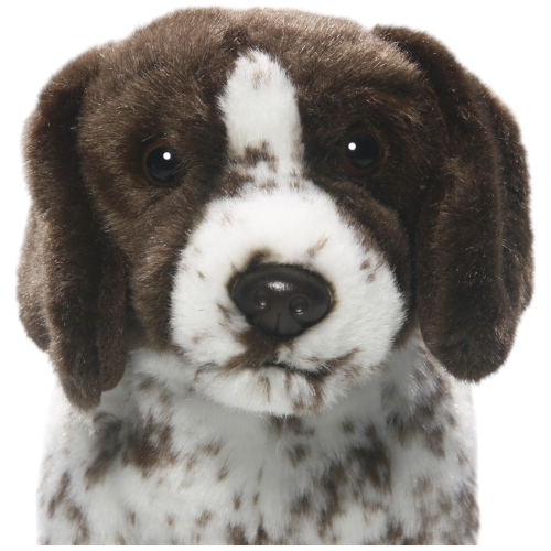 English Pointer