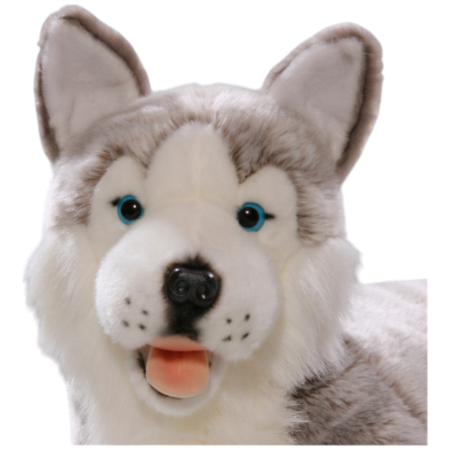 Preview: Husky lying