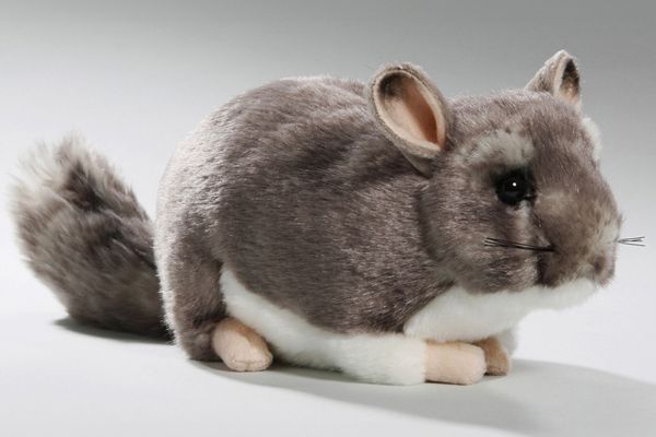 Chinchilla Carl Dick GmbH