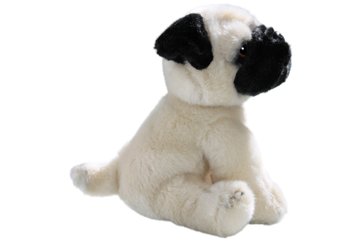Mops Welpe