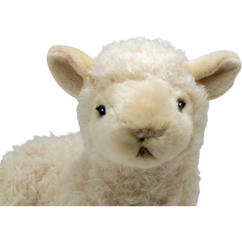 Preview: Sheep, Lamb