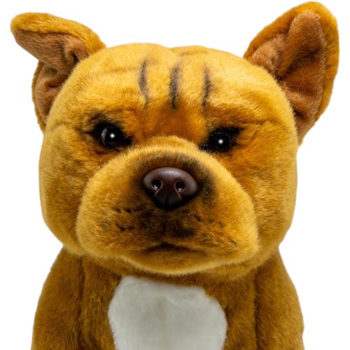 Preview: Stafford Bull Terrier brown