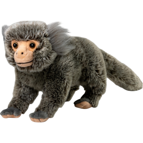 Preview: Marmoset, Silky Monkey