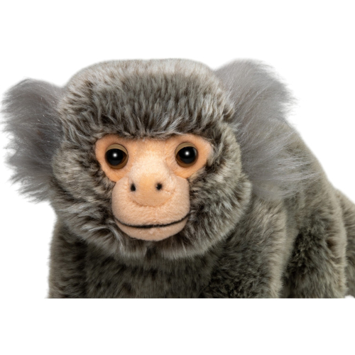 Preview: Marmoset, Silky Monkey