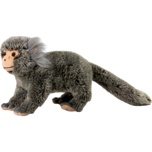 Preview: Marmoset, Silky Monkey