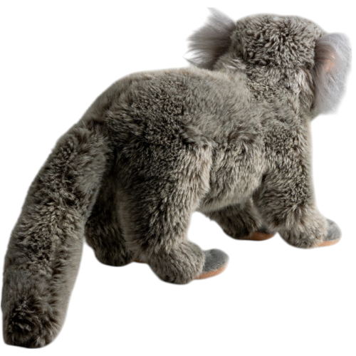 Preview: Marmoset, Silky Monkey