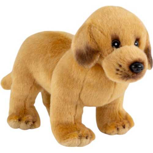 Preview: Labrador stehend