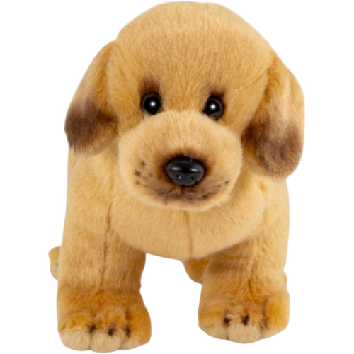 Preview: Labrador stehend