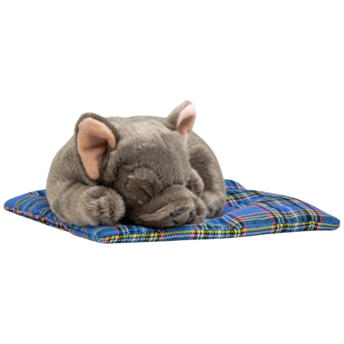 Preview: Französische Bulldogge auf dem Kissen