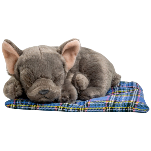 Preview: Französische Bulldogge auf dem Kissen