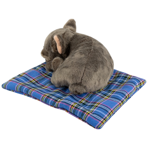 Preview: Französische Bulldogge auf dem Kissen