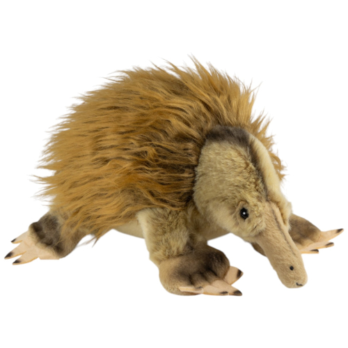 Ameisenigel, Echidna