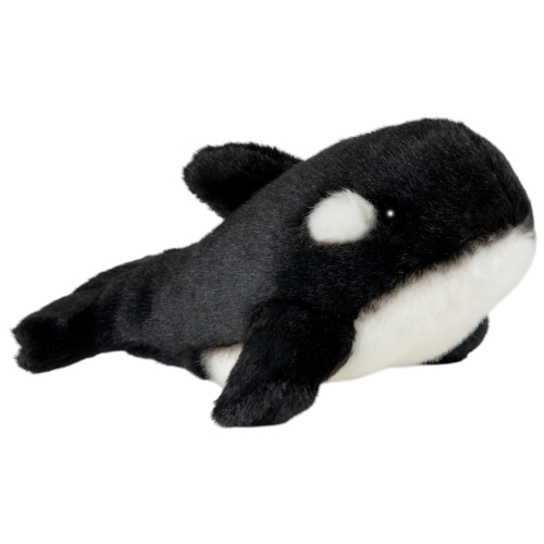 Orca Killer Whale