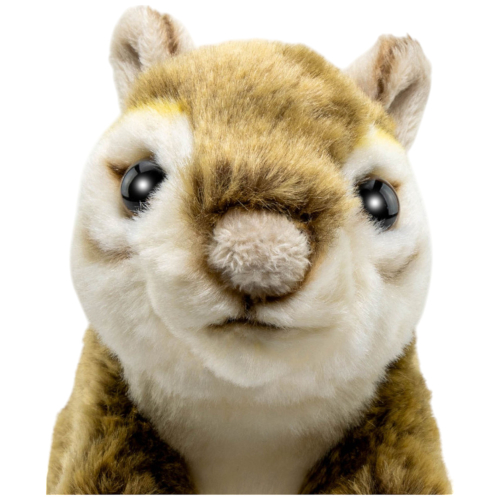 Preview: Eichhörnchen, Streifenhörnchen