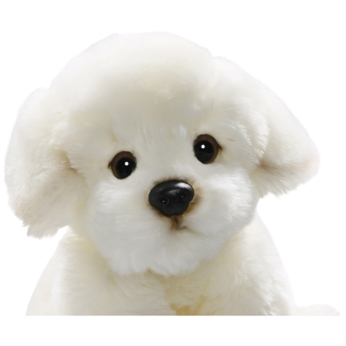 Preview: Bichon sitzend