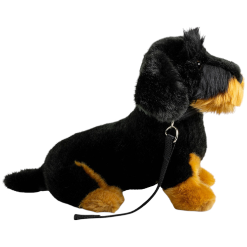 Preview: Dackel mit Leine, Rauhaardackel sitzend