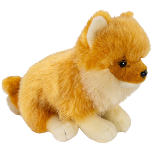 Preview: Zwergspitz sitzend, Pomeranian Hund