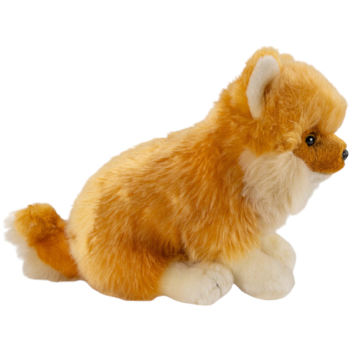 Preview: Zwergspitz sitzend, Pomeranian Hund