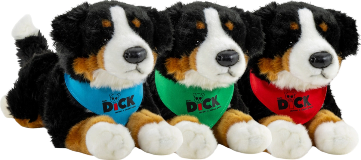 Bernese Mountain Dog with scarf