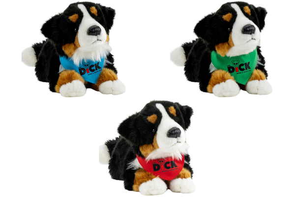 Bernese Mountain Dog with scarf
