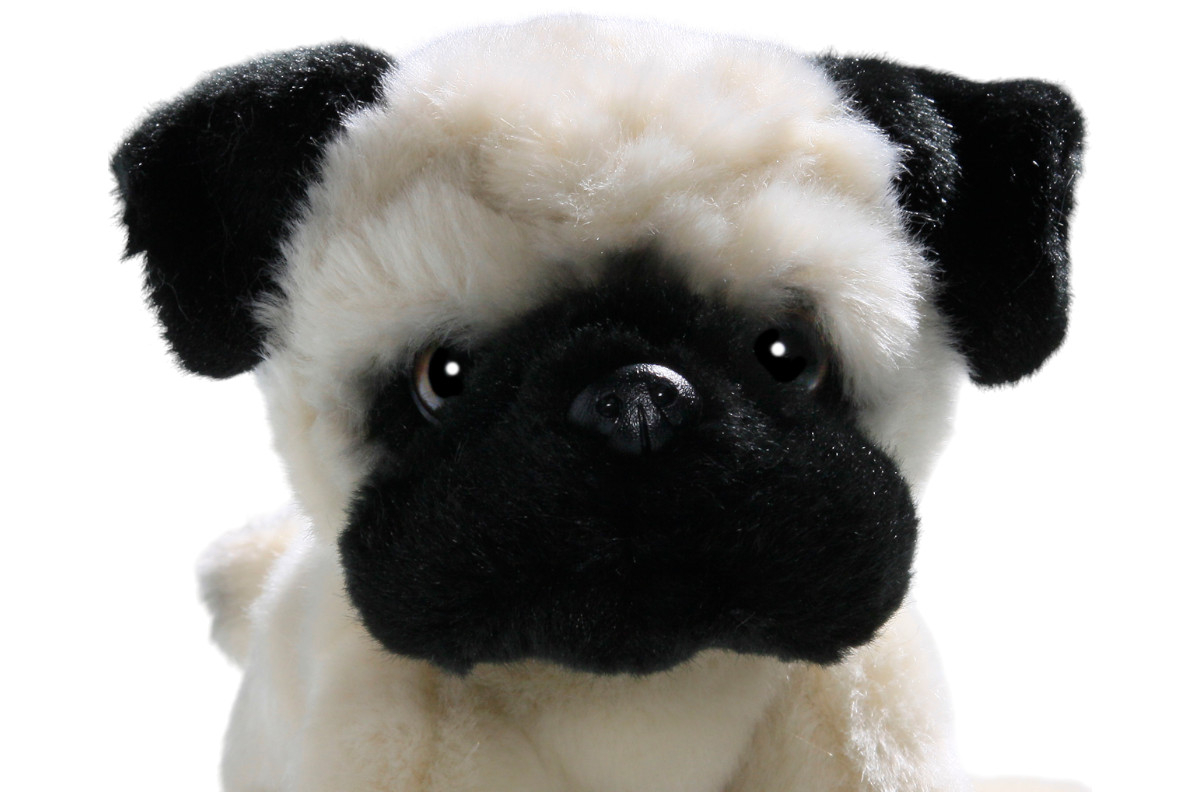 Mops Welpe