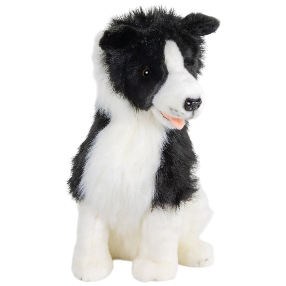 Border Collie sitzend