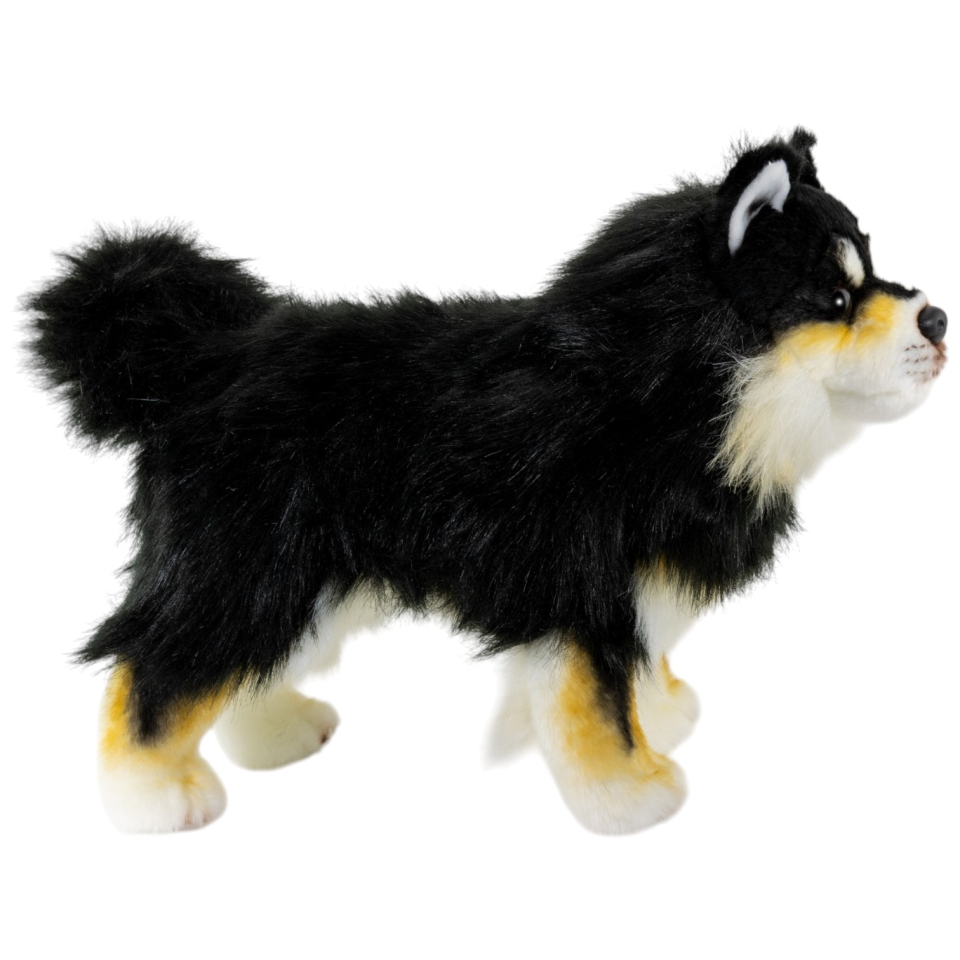 Finnischer Lapphund, Lapinkoira