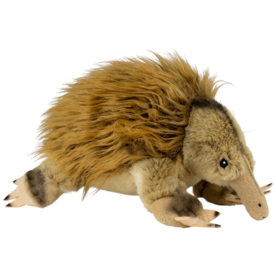 Ameisenigel, Echidna